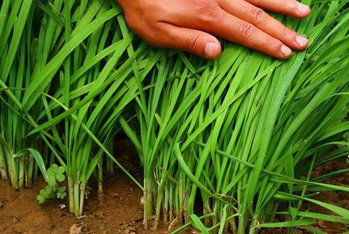 成都割韭菜爆料案件最新,揭秘网络诈骗背后的黑色产业链